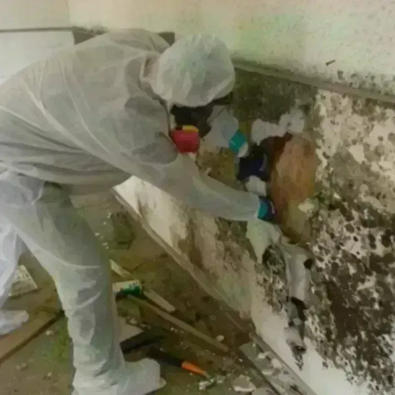 Mold Remediation and Removal in Chappaqua, NY